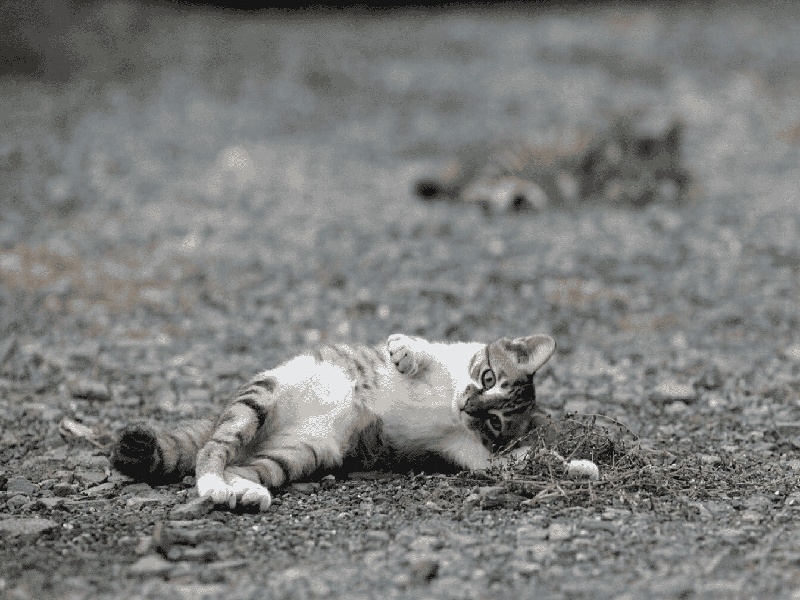 男性精子畸形检查费用专业第3代试管费用武汉同济疫情试管